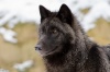 Loups noirs Ninpup12