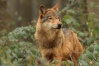 Loups bruns Wolf_a18