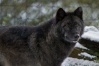 Loups noirs Wolf_e13