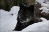 Loups noirs Wolf_l12