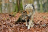 Loups bruns Wolf_p25