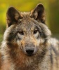 Loups bruns Wolf_s19