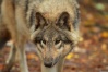 Loups bruns Wolf_s21