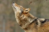 Loups bruns Wolf_w21