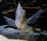 Otras familias de peces del continente Americano 3-3