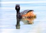 Faune sauvage du sud-ouest de la France 5-33