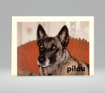 pilou66