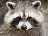 Raccoon