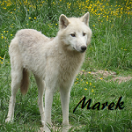 Marek