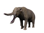 Platybelodon