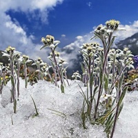 Aedelweiss