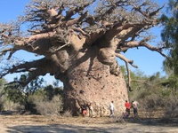 MyBaobab