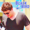 Blackbird