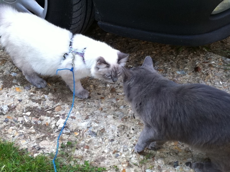 Galak et poupouille