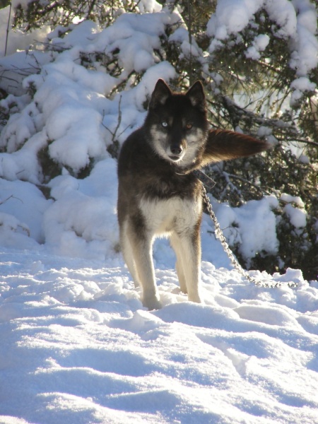 mes huskys