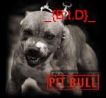 PIT BULL