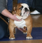 Loxstarz Bulldogs UK