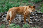 Dingo