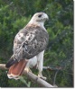 a red taild hawk