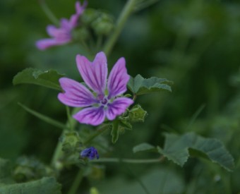 fleur