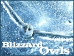 BlizzardOwls