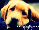 **PuppyEyes**