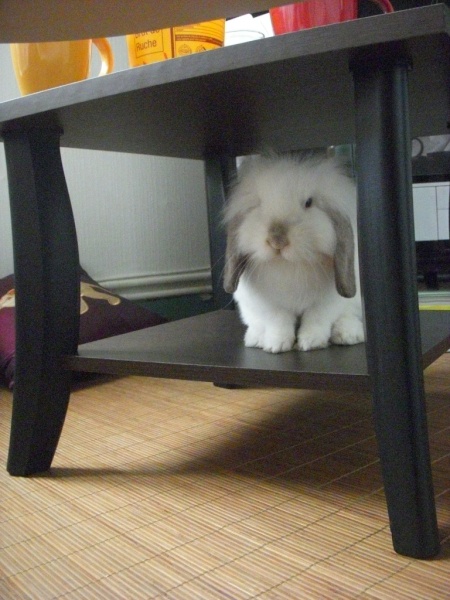 Biscotte sur SA table basse ^^