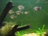 Tetras Negro