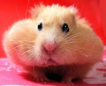 hamster777