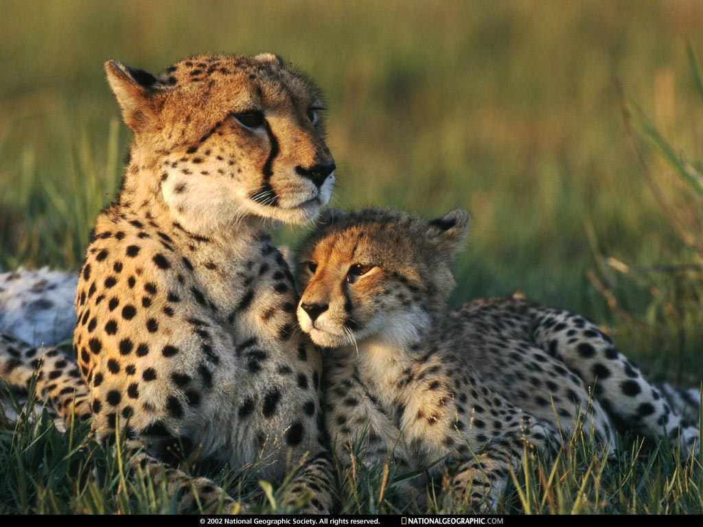 LEOPARDO CON SU CRIA