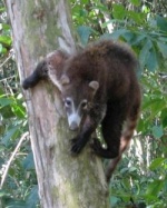 Coati