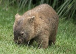 Wombat[Admin]