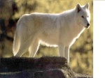 Whitewolf