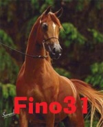 fino31