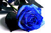 bluerose