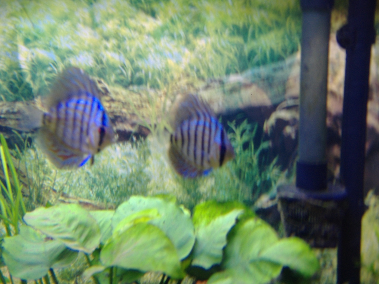 Discus