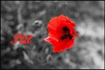 Ptit coquelicot