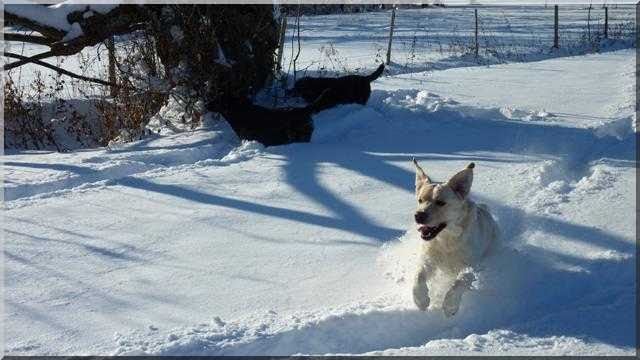 Hiver 2010/2011 "Lab et neige"