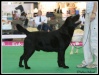 Sept. 2010 - Labradors en présentation (ex-aequo)