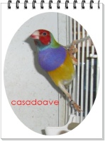 casadoave