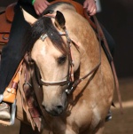 QuarterHorse