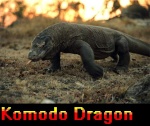 Komodo Dragon