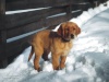 fond d'écran chien dans la neige