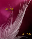 MrMr