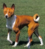 Basenji