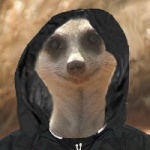 Suricate