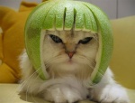 Limecat