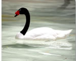 Azaes de Swan