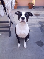 Amstaff90