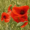 poppy70